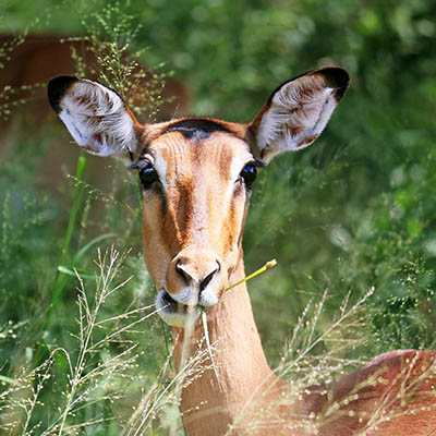 Parco nazionale Kruger