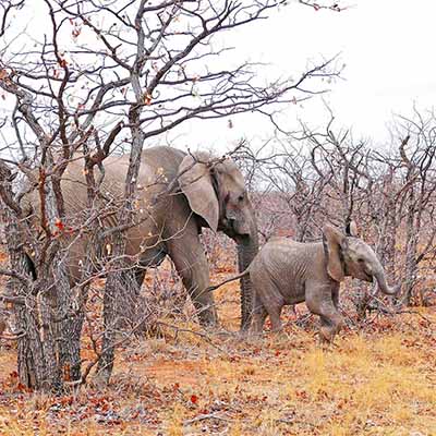 Limpopo