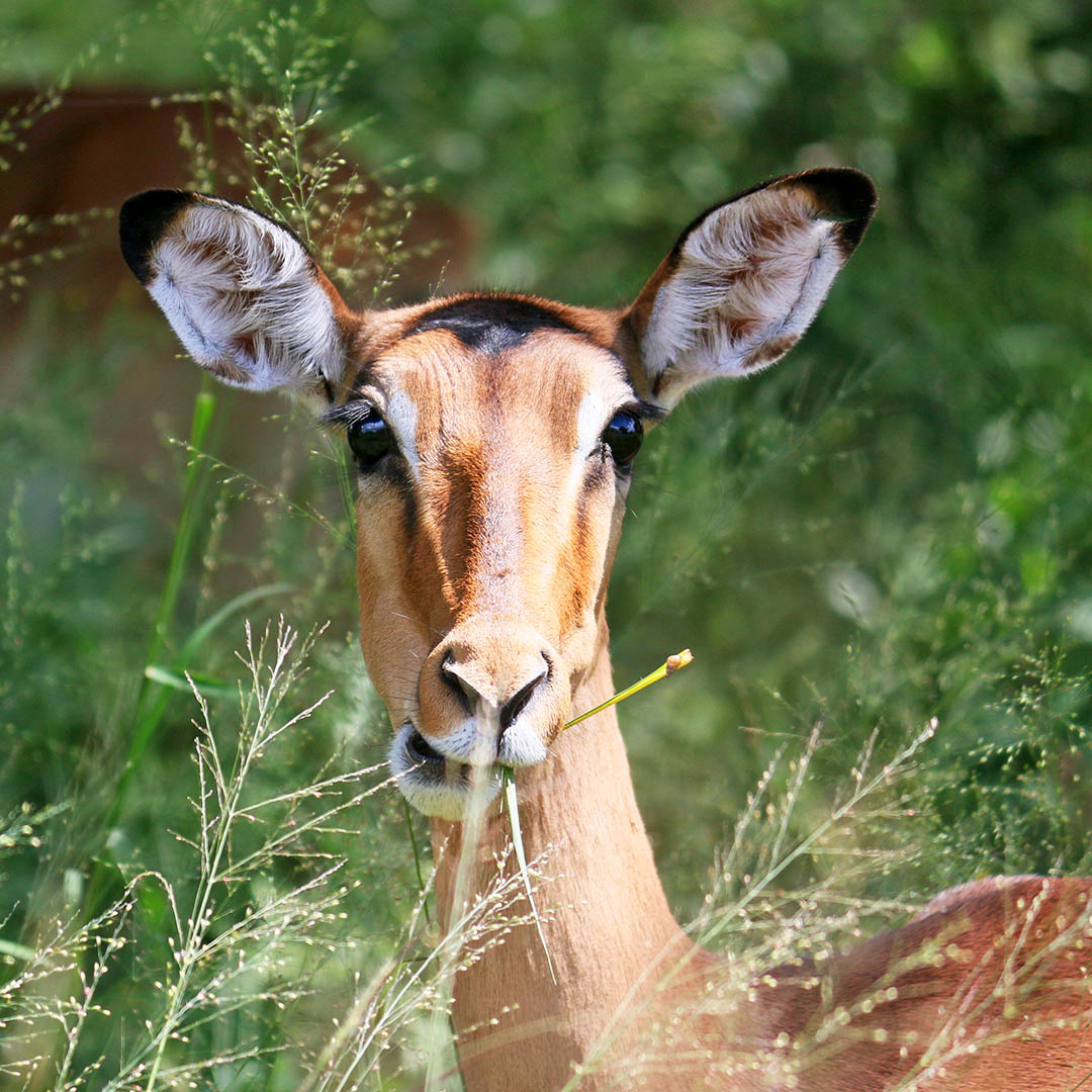 Parco nazionale Kruger