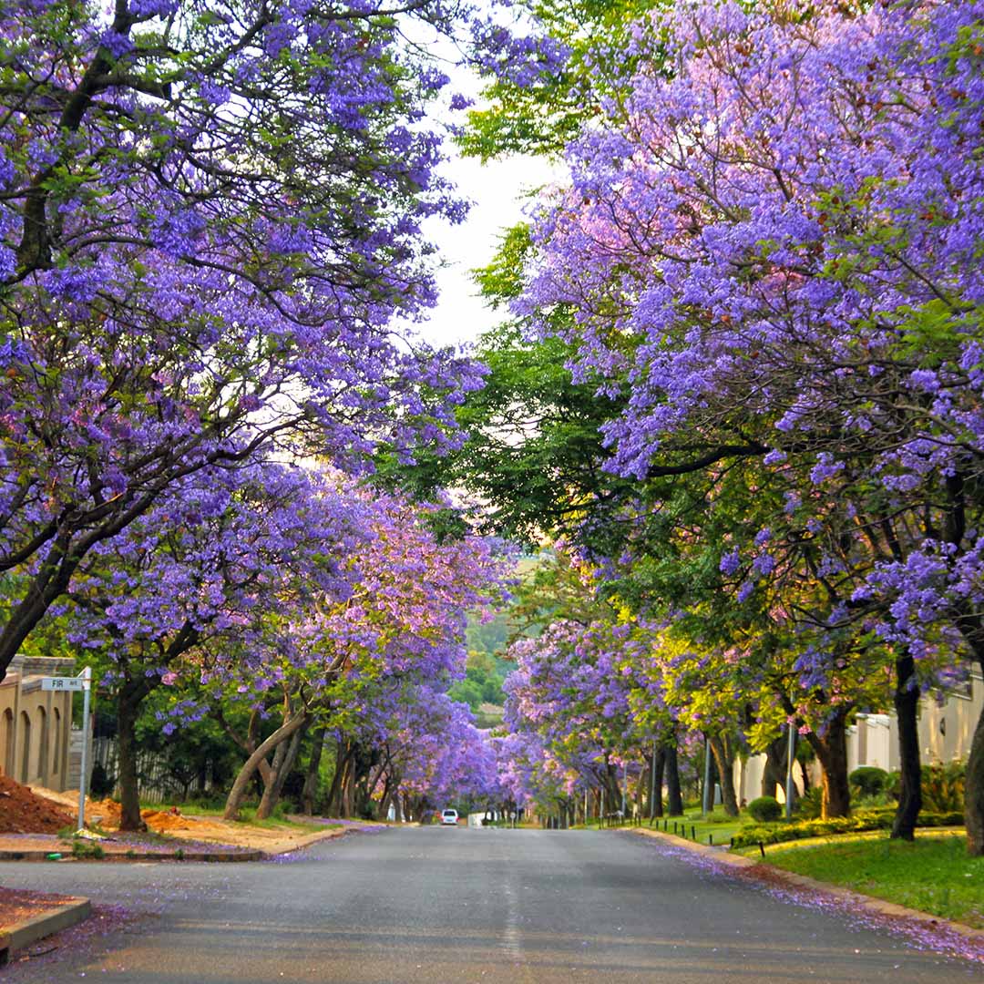 Pretoria Pretoria
