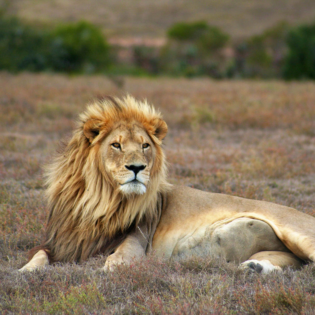 Sudafrica Sudafrica